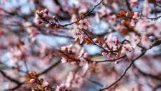 Времето 27 март 2022 г. - Очаква ни слънчев неделен ден - Videoclip.bg