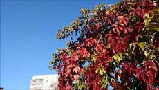 Вадим Казаченко  -  ЖЕЛТАЯ НОЧЬ - Videoclip.bg