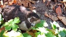 Без Аничка една година ми липсва много - Аничка моят пъдпъдък и скача да ме атакува...защото се изплаши - Videoclip.bg