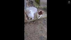 За пръв път на свобода през 2022 - Videoclip.bg