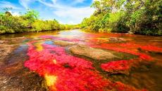 世界上最美麗的彩虹河，被稱為液體彩虹，河中還有世界上最古老的岩石，哥倫比亞彩虹河，Cano Cristales，Colombia，the most beautiful liquid rainbow - Videoclip.bg