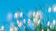 ✿ Кокичета ...Те още са пъпки с  изящен овал ✿ - Videoclip.bg