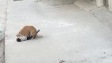 Котки демонстрират различни секс пози - Videoclip.bg