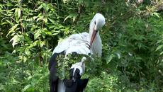 Щъркел шарен дългокрак - Детска песничка - Videoclip.bg