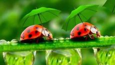 Честита Баба Марта с Детска песничка - Две калинки - Videoclip.bg