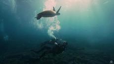 The Solitary Islands Underwater | Destination Coffs Coast - Videoclip.bg