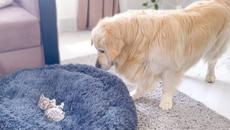 Golden Retriever Shocked by a Kitten occupying his bed! - Videoclip.bg
