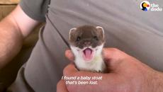 Най-невероятните домашни любимци -  Додото, малко, но свирепо - Videoclip.bg