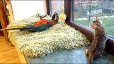 невероятный Попугай думает что он мама котенка) Parrot thinks he's kitten's mom) Cute Parrot and Cat - Videoclip.bg