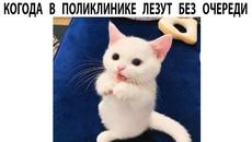 #мемы2022 #мемы #мем #приколы #коты #котики #мемыпро100 #кошки #животные #смешныекоты #про100мемы - Videoclip.bg
