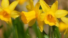 Приказка за Нарцис – момчето, което се влюби в себе си - Videoclip.bg