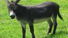 Магаре - Videoclip.bg