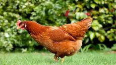 Кокошка - Videoclip.bg