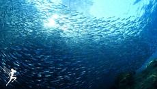 Dormirse en menos de 3 MINUTOS | ︎Restauración de cuerpo y mente | ︎Liberación de melatonina - Videoclip.bg