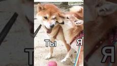 #мемы2022 #мемы #мем #приколы #коты #котики #мемыпро100 #кошки #животные #смешныекоты #про100мемы - Videoclip.bg