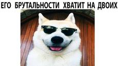 Мемы 2022 ( Про100 мемы ) выпуск 348 - Три главных обязанности кота - Videoclip.bg