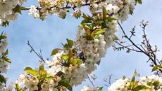 Пролетта В Равда малко преди Великден 2022 - Videoclip.bg