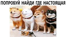 Мемы 2022 ( Про100 мемы и приколы с котами ) выпуск 354 - Главная проблема умных людей - Videoclip.bg