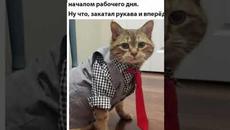 Мемы 2022 ( Тут Про100 мемы и короткие приколы с котами ) Подборка мемов 361 - Фан клуб моей мамы - Videoclip.bg