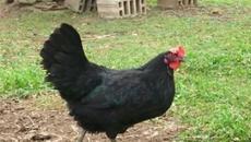 Заколи ми черна кокошка! - Videoclip.bg