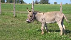 Магаре, ама магаре да видиш! (12+) - Videoclip.bg