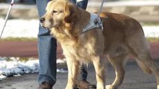 Куче водач не беше допуснато в православен храм - Videoclip.bg