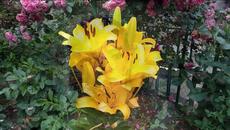 Joe Dassin   -   Et si tu n'existais pas ( Neslihan Atagul & Burak Ozcivit ) - Videoclip.bg