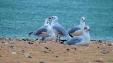 АХ, МОРЕ, МОРЕ !   Очаровательная музыка Сергея Чекалина - Videoclip.bg