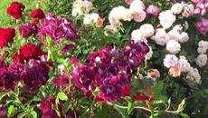 Солнце и розы.  Музыка Сергея Чекалина. - Videoclip.bg