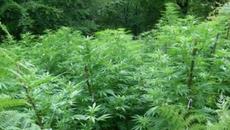 Специализирана акция по Южното Черноморие - откриха над 20 кг марихуана, двама са задържани - Videoclip.bg