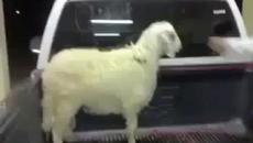 Това агне наистина Ще Ви Разсмее !!! - Videoclip.bg