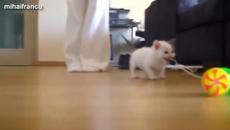 АнTony and mom ❤️ Коте - Videoclip.bg