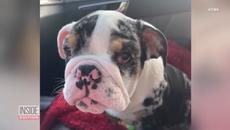 Woman Says Puppy Taken From Yard Was Gift From Late Boyfriend - Videoclip.bg