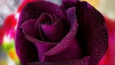 Нощта навън в тъмночервено - Night Out top models - Videoclip.bg