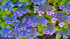 ✿ Красавицата ХОРТЕНЗИЯ ...  (Sergey Grischuk Music) ✿ - Videoclip.bg