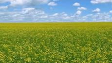 Лето пришло - Videoclip.bg