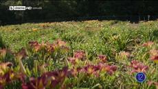 Трафикантът The Mule   (2018)  Бг Аудио Част 1 - Videoclip.bg