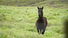 Антонина Киселева - Васирьева    -    Не мчите так года - Videoclip.bg