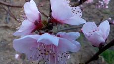 ИКОНАТА НА МОИТЕ ДНИ  АНТОАН -  ВИРТУАЛЕН БАРД АЛБУМ - Videoclip.bg