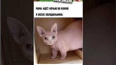 Мемы и лютые приколы с котами #мемы2022 #лютыеприколы #приколы2022 #юмор #мемасы #кринж #анимация - Videoclip.bg