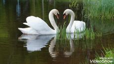 Михаилом Рубцовым и  Елена Калькова   -   ЛЕБЕДИ - Videoclip.bg