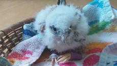 Какво да направим, ако открием бедстващо животно или птица в града ни! - Videoclip.bg