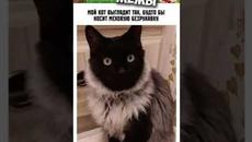 #приколы #мемы #лютыеприколы #мемчики #озвучкамемов #мем #мемы2022 #мемыпро100 #юмор #коты #кошки - Videoclip.bg
