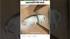 МЕМЫ ЕСТЬ МЕМЫ #приколы #юмор #лютыеприколы #школа #котики #мемы #троллинг #мемыпро100 #мемчики - Videoclip.bg