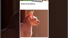 МЕМЫ ЕСТЬ МЕМЫ #приколы #юмор #лютыеприколы #школа #котики #мемы #троллинг #мемыпро100 #мемчики #мем - Videoclip.bg