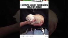 #приколы #мемы #лютыеприколы #троллинг #котики #мем #мемы2022 #мемыпро100 #коты #котята #кот #котик - Videoclip.bg