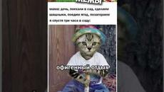 Мемы и приколы с котами #приколы #мемы2022 #прикол #юмор #мемчики #мемыпро100 #котята #котики #кот - Videoclip.bg