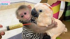 Smart BiBi helps dad feed baby parrots - Videoclip.bg
