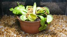 Venus Flytrap vs 10 000 Mealworms | Time Lapse - Videoclip.bg