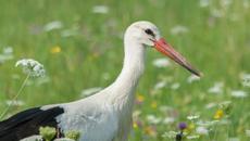 17-годишно момиче с добро сърце от Разлог спаси ранен щъркел - Videoclip.bg